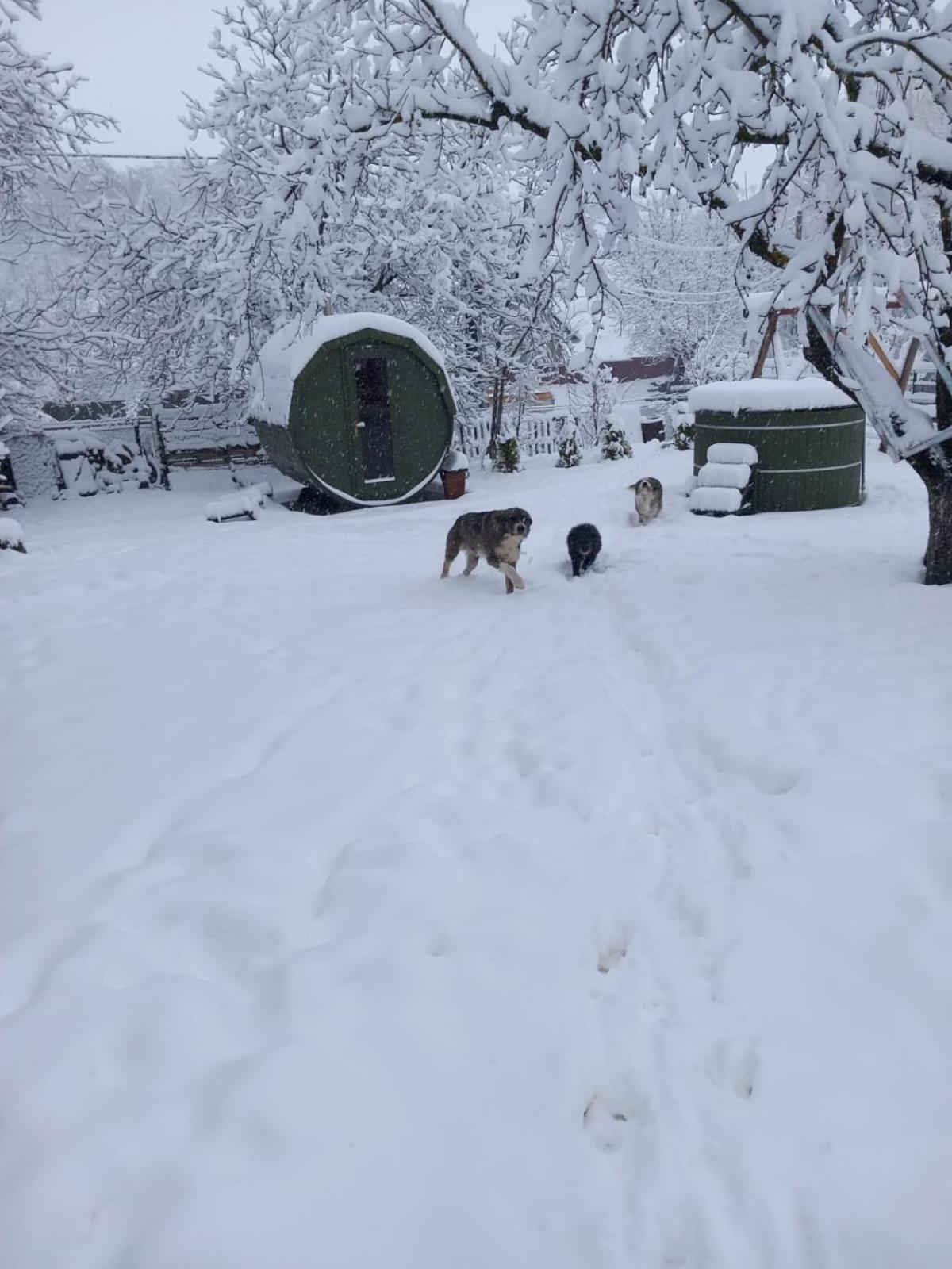 Villa Casa Bunicilor Ciprian Porumbescu Esterno foto